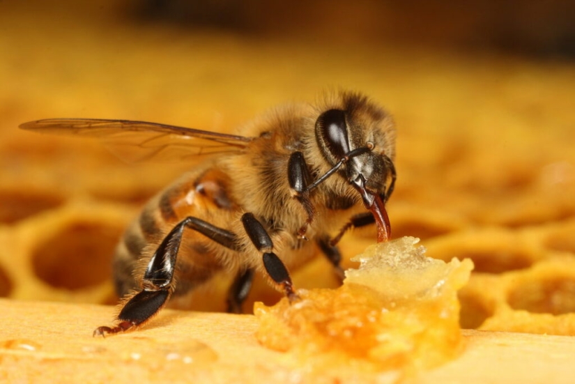 ¿Mueren las abejas después de picar? Los científicos han revelado el secreto