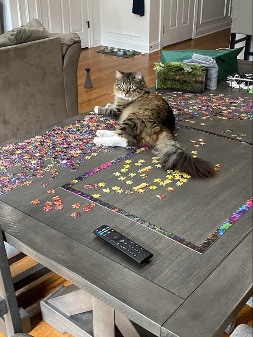 "Murzik, bueno, ¡no interfieras!": 22 evidencia de que no puedes resolver puzzles con gatos