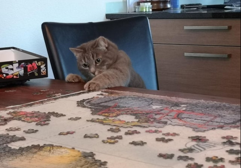 "Murzik, bueno, ¡no interfieras!": 22 evidencia de que no puedes resolver puzzles con gatos