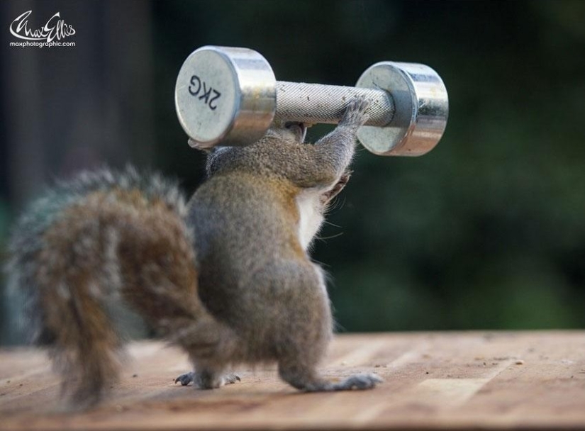 Muscular squirrels: no one else will steal their nuts this summer