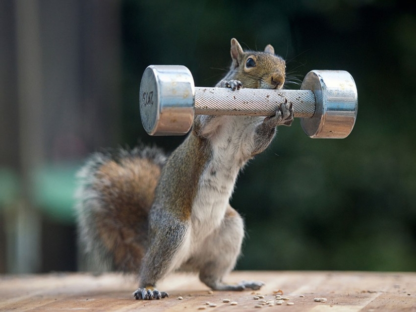 Muscular squirrels: no one else will steal their nuts this summer