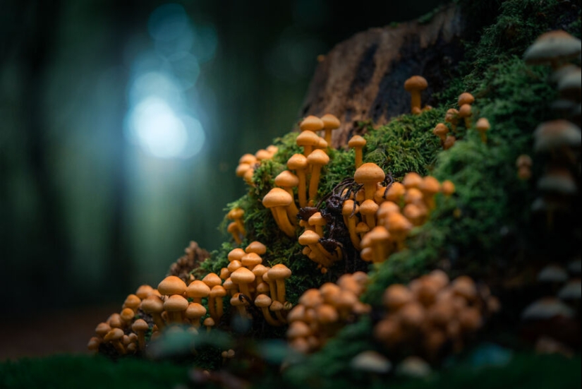 My 12 Photos Of Mushrooms Showing The Magical World Of The Forest That Lies Around Them
