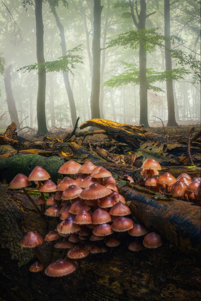 My 12 Photos Of Mushrooms Showing The Magical World Of The Forest That Lies Around Them