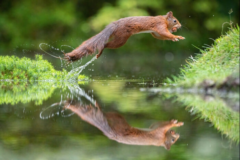 My 15 Photos That Showcase The Gymnastic Skills Of Red Squirrels