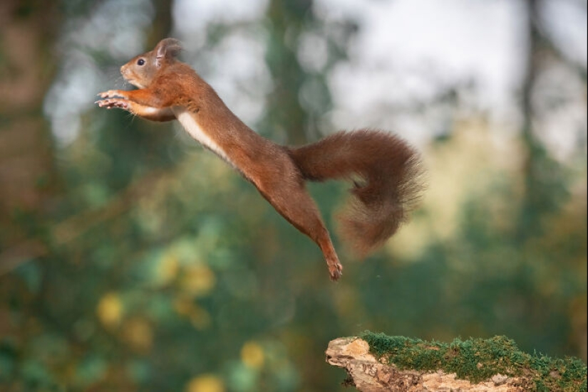 My 15 Photos That Showcase The Gymnastic Skills Of Red Squirrels