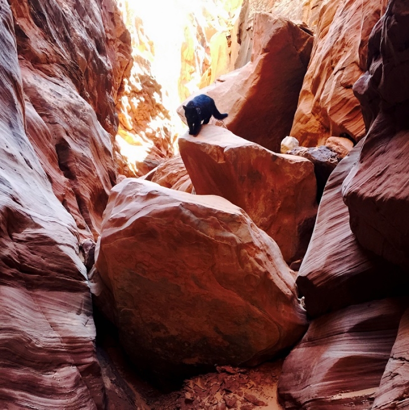 My climber: the world&#39;s first cat-climber