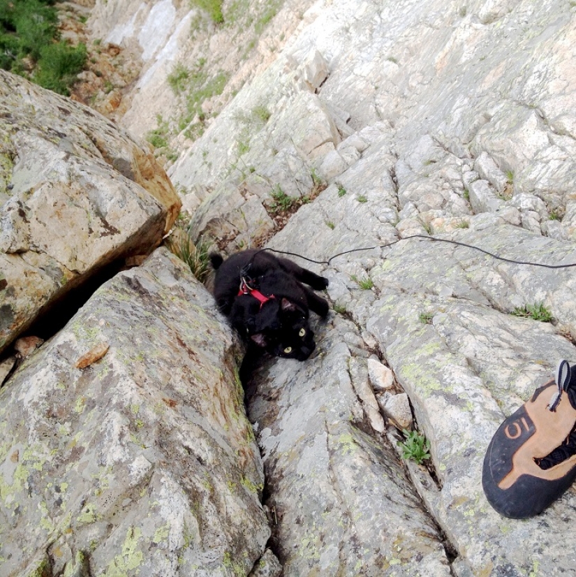 My climber: the world&#39;s first cat-climber