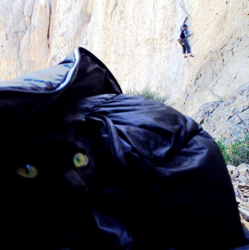 My climber: the world&#39;s first cat-climber
