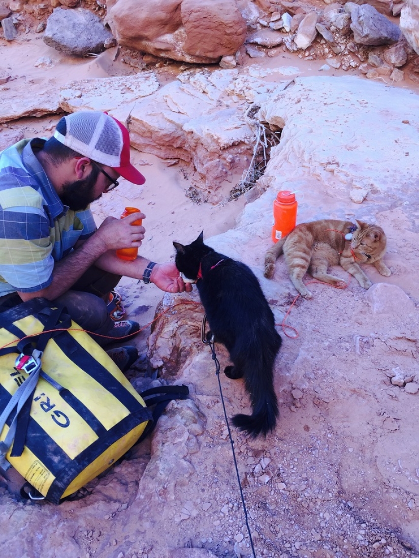 My climber: the world&#39;s first cat-climber