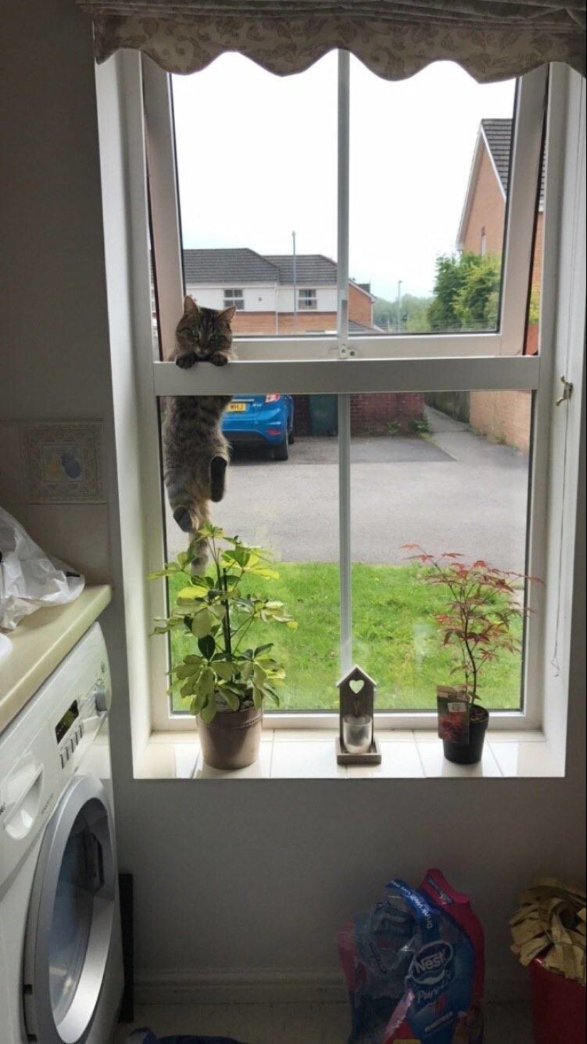 My house, my cat: photo of cats that walk on other people's homes