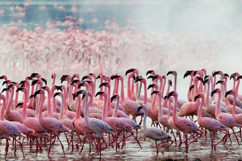Nakuru en Kenia es un país de flamencos rosados