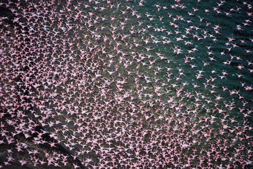 Nakuru en Kenia es un país de flamencos rosados