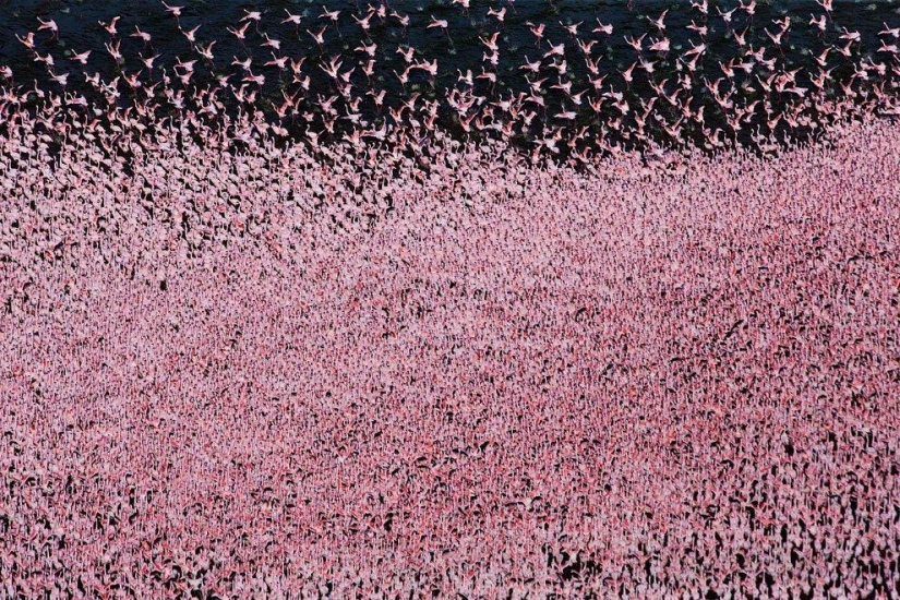 Nakuru en Kenia es un país de flamencos rosados