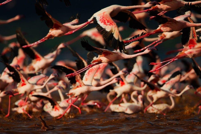 Nakuru in Kenya is a country of pink flamingos