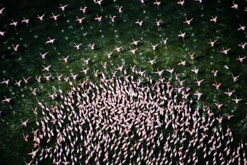 Nakuru in Kenya is a country of pink flamingos