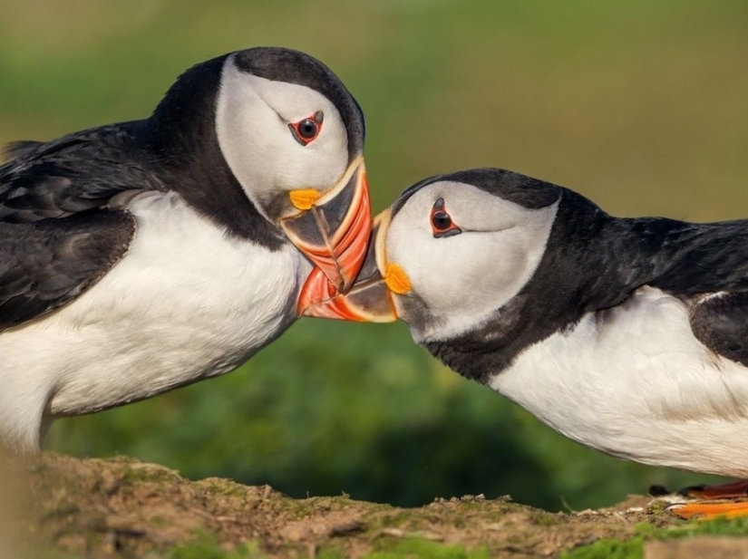 National Geographic&#39;s Best Shots of the Year