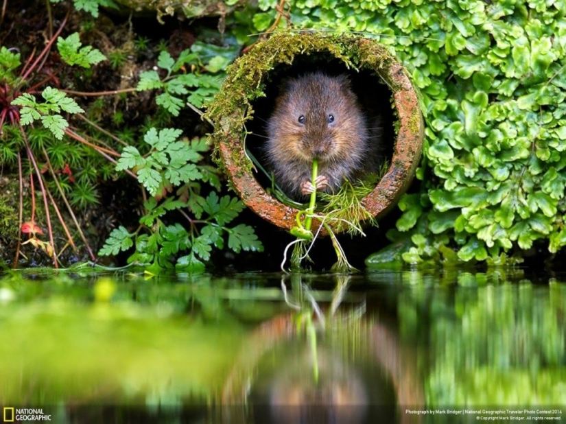 National Geographic&#39;s Best Shots of the Year