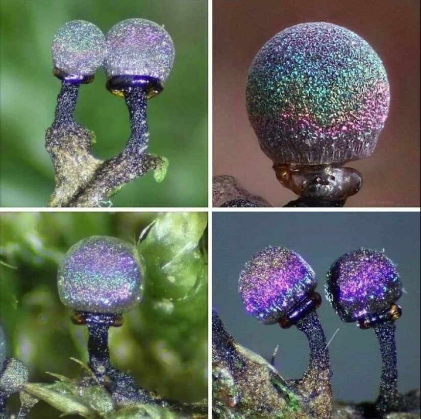 Nature's inventor: 10 mushrooms with an amazing "design"