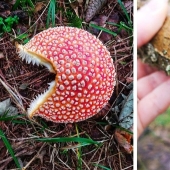 Nature's inventor: 10 mushrooms with an amazing "design"