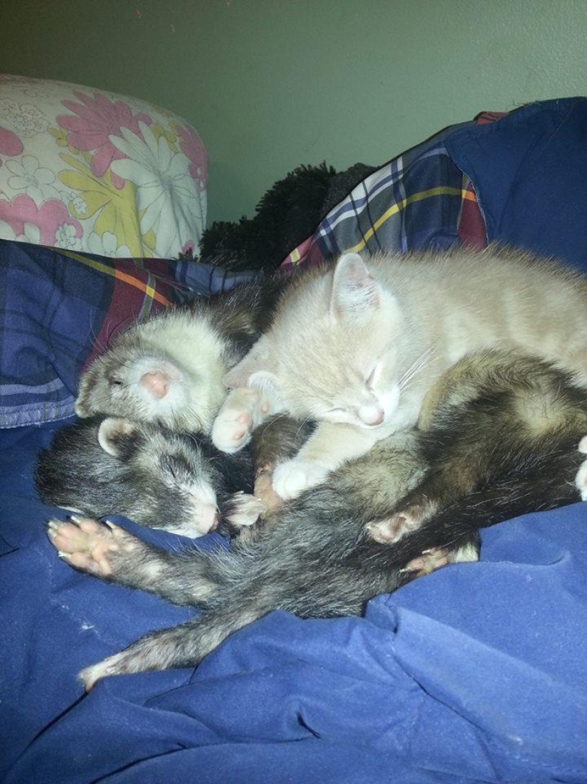 Ned is a kitten who is friends with ferrets