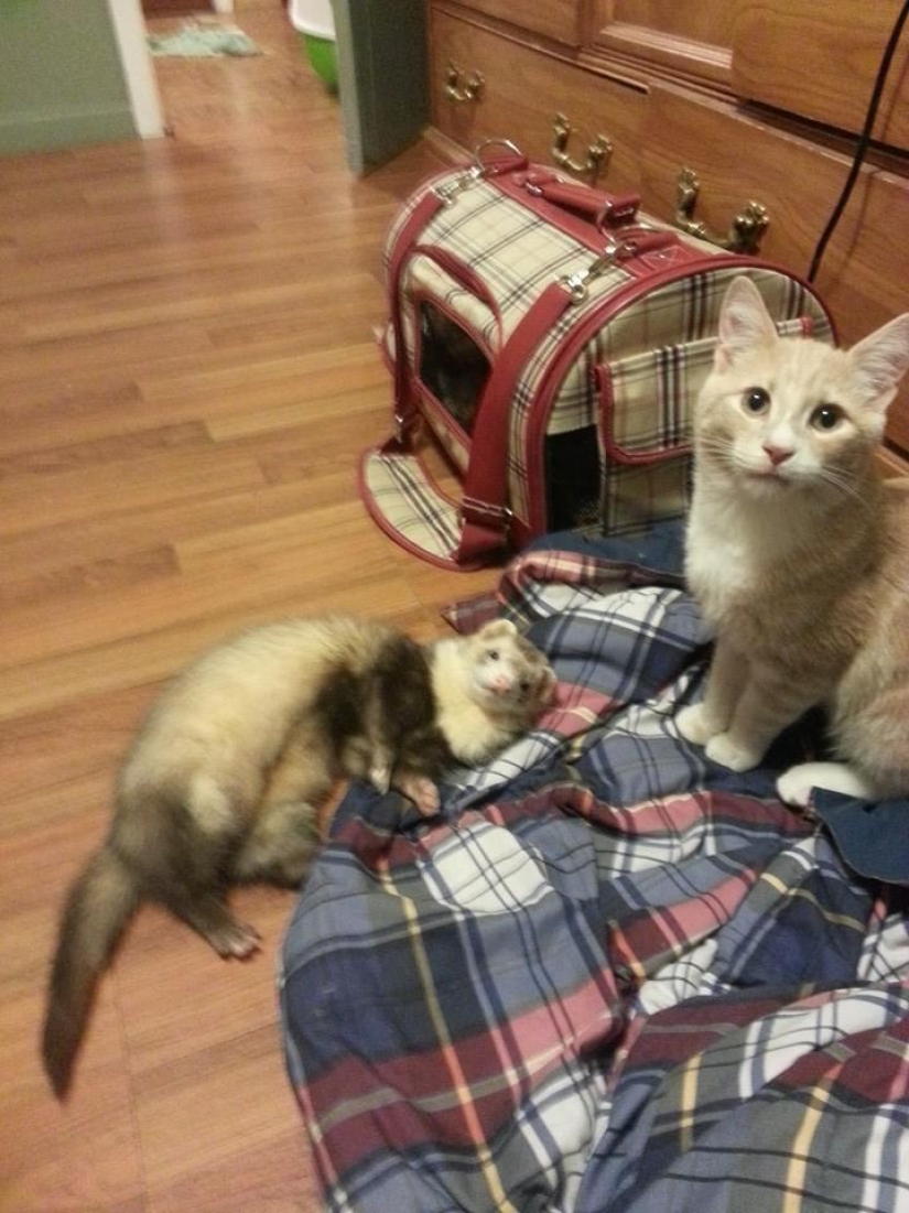Ned is a kitten who is friends with ferrets