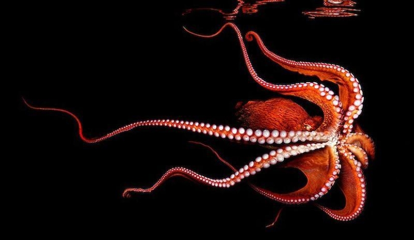 Neon portraits of exotic marine life