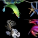 Neon portraits of exotic marine life