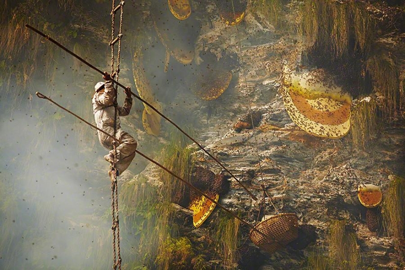 Nepalese honey hunters