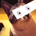 New kotofototrend: try on fluffy new painted eyes