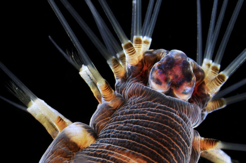 Nikon Small World Photomicrography Competition 2023: 16 Striking Images Taken By Scientists