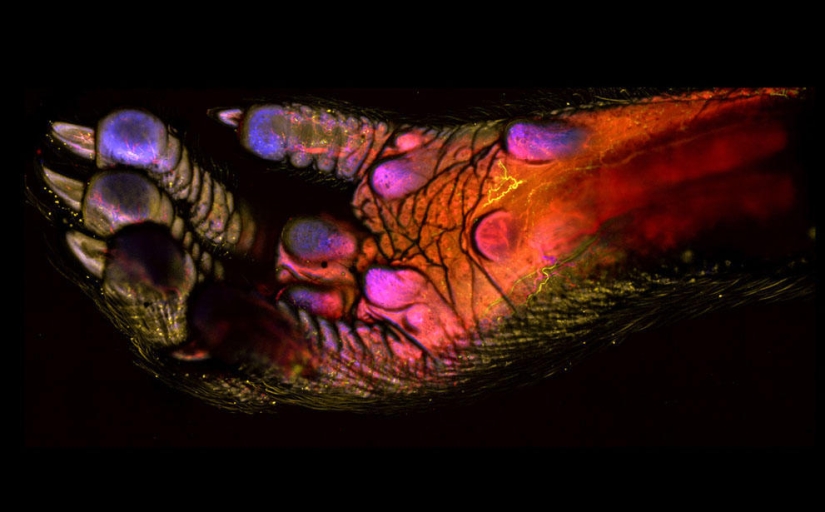 Nikon Small World Photomicrography Competition 2023: 16 Striking Images Taken By Scientists