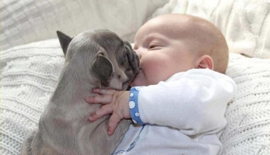 Niño y cachorros. Publicación de ternura escandalosa