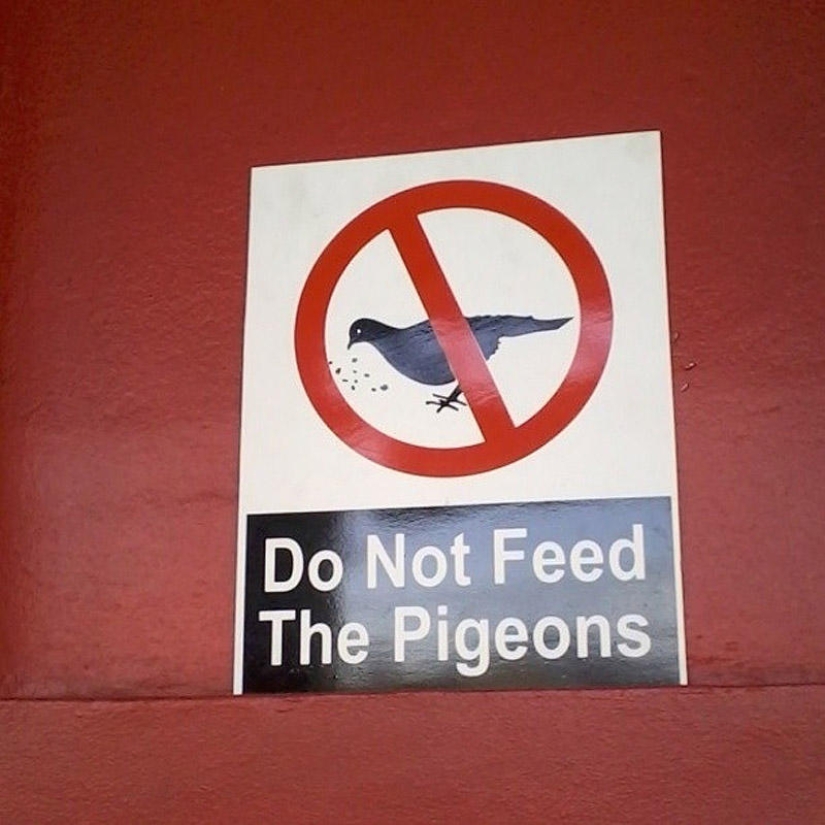 ¡No alimentes a las palomas o te arrepentirás!
