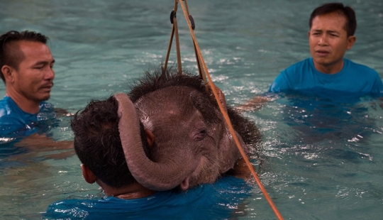 ¡No cuelgues tu baúl! En un parque tailandés, a un elefante discapacitado se le enseña a caminar de nuevo