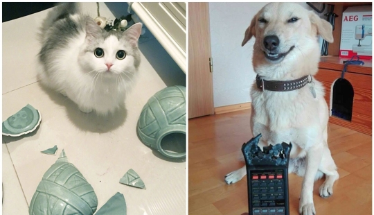 No, not ashamed: 35 Pets who were caught in a blatant crimes