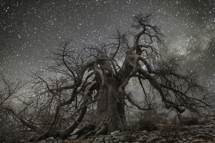 "Noches de diamantes" de la fotógrafa Beth Moon-árboles viejos bajo el cielo estrellado