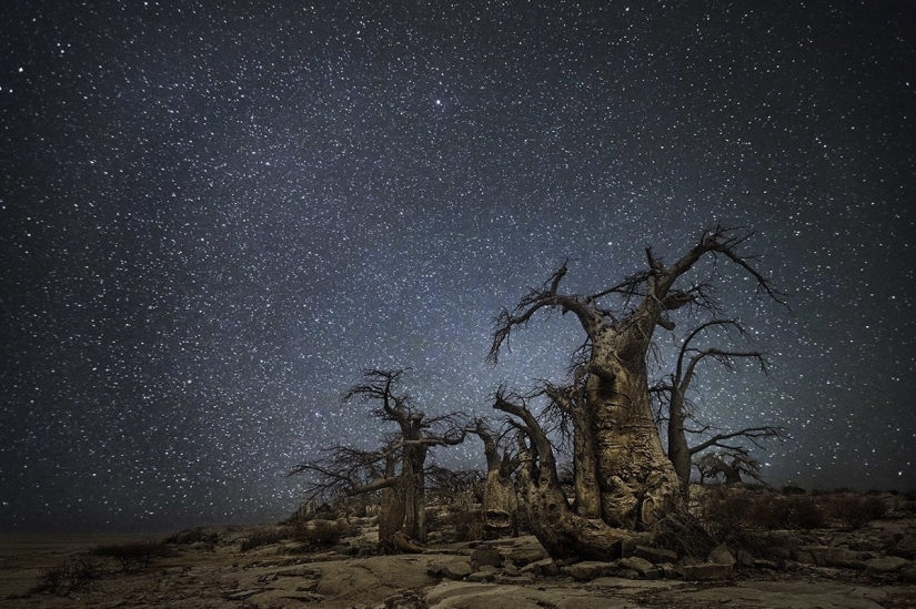 "Noches de diamantes" de la fotógrafa Beth Moon-árboles viejos bajo el cielo estrellado