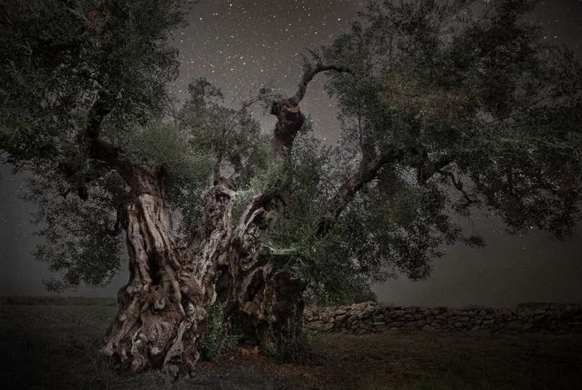 "Noches de diamantes" de Beth Moon – los árboles más antiguos de la Tierra contra el fondo de las estrellas