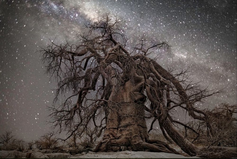 "Noches de diamantes" de Beth Moon – los árboles más antiguos de la Tierra contra el fondo de las estrellas