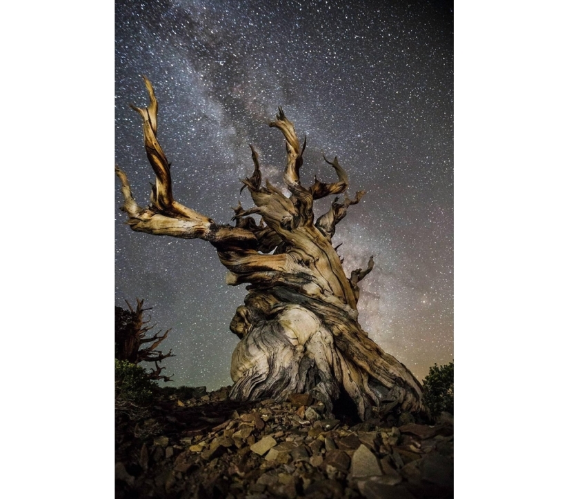 "Noches de diamantes" de Beth Moon – los árboles más antiguos de la Tierra contra el fondo de las estrellas