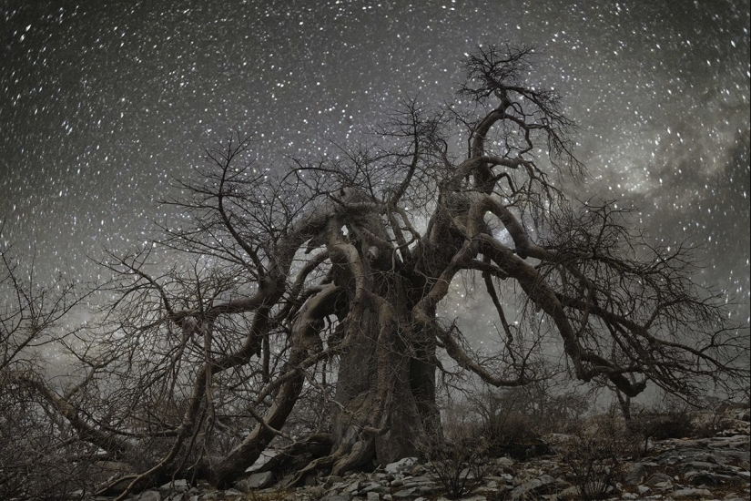 "Noches de diamantes" de Beth Moon – los árboles más antiguos de la Tierra contra el fondo de las estrellas