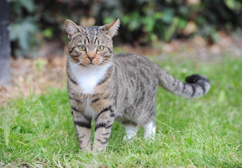 Nominado a "Gato del Año en Gran Bretaña"