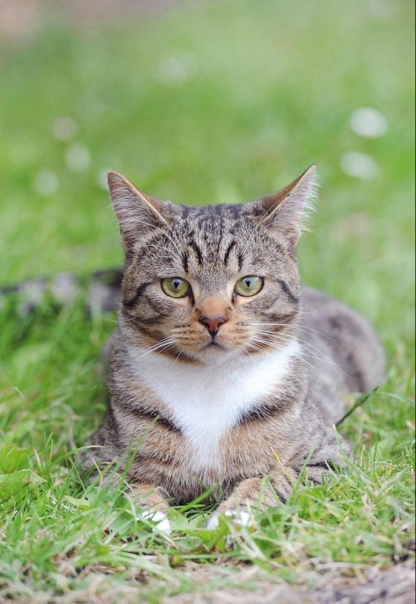 Nominado a "Gato del Año en Gran Bretaña"