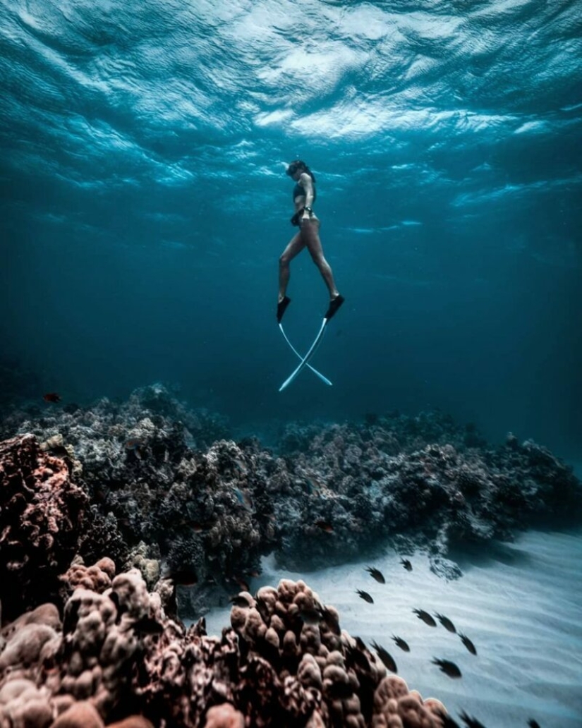 "Océano grande y azul" : un fotógrafo apneista mostró una increíble serie de tomas submarinas