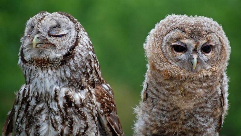 Offended owls