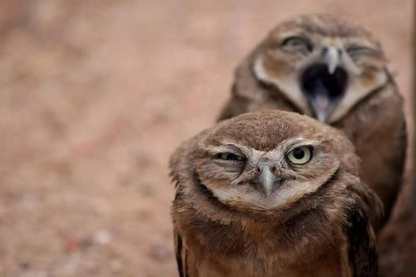 Offended owls