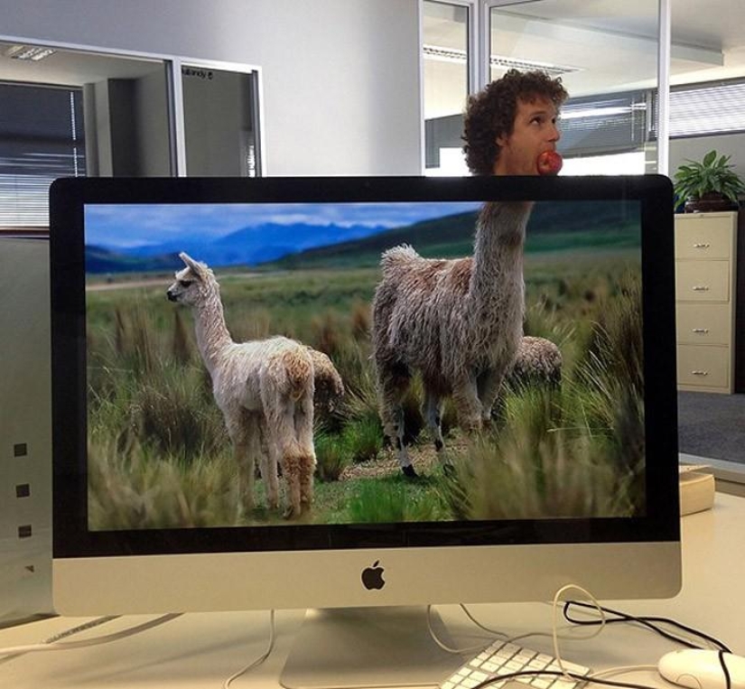 Office safari