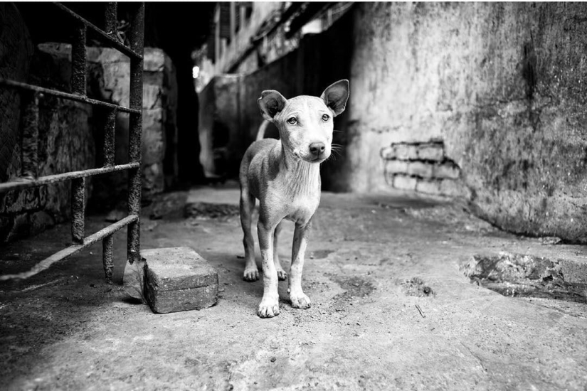 Ojos de perro honestos: un británico fotografía perros en diferentes países del mundo