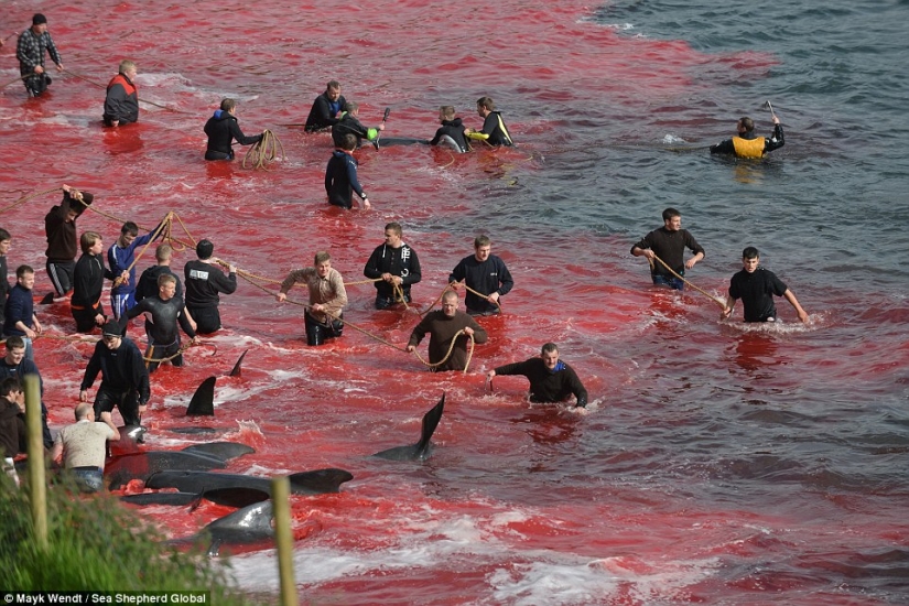On the bloody shores: the Faroese again brutally kill hundreds of dolphins