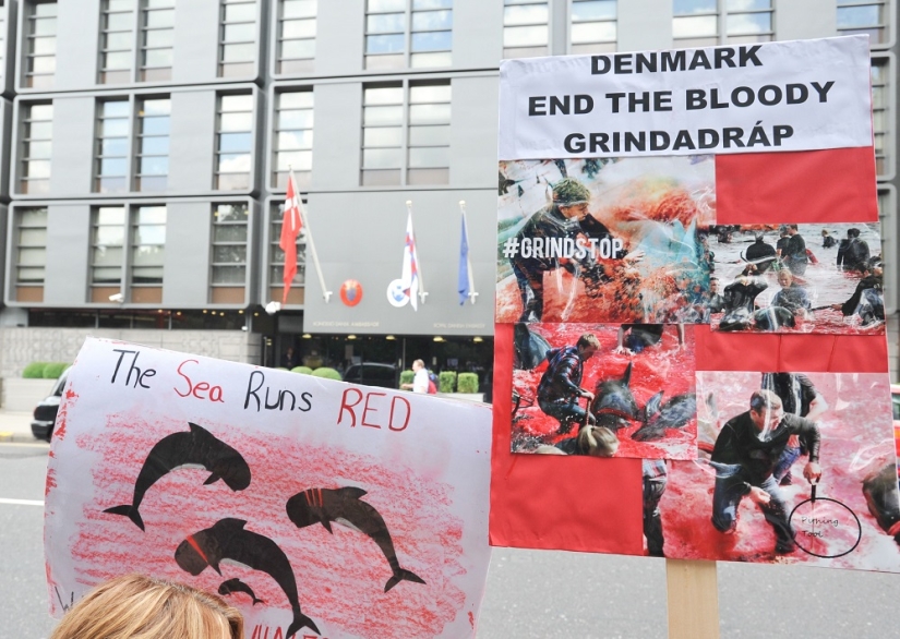 On the bloody shores: the Faroese again brutally kill hundreds of dolphins